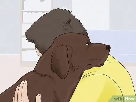 Image titled Identify a Labrador Retriever Step 11