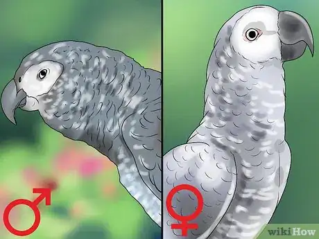 Image titled Determine the Sex of African Grey Parrots Step 2