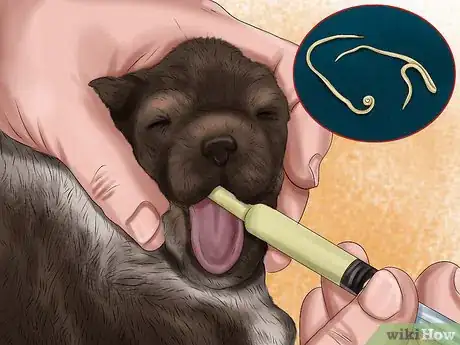 Image titled Save Orphaned Newborn Puppies Step 20