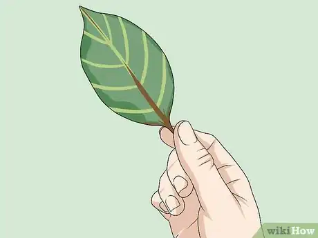 Image titled Identify Plants Step 2