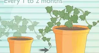 Grow Ivy from Cuttings