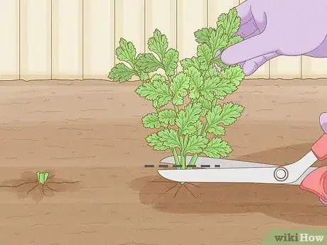 Image titled Grow Parsley Step 15