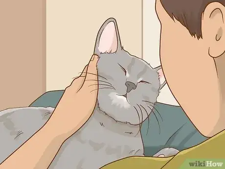 Image titled Cut Cat Nails with Human Clippers Step 1