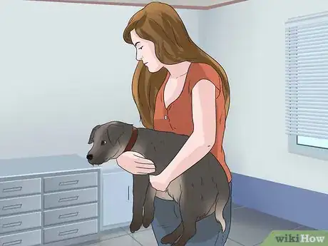 Image titled Pick up a Dog Properly Step 4