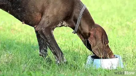 Image titled Make Your Dog Drink Water Step 11