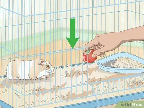 Image titled Catch a Guinea Pig Step 1