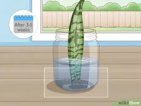 Image titled Propagate Snake Plant Step 5