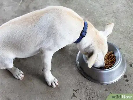 Image titled Teach a Stubborn Dog to Sit Down Step 11