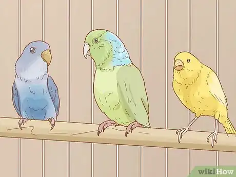 Image titled Keep Multiple Canaries Step 15