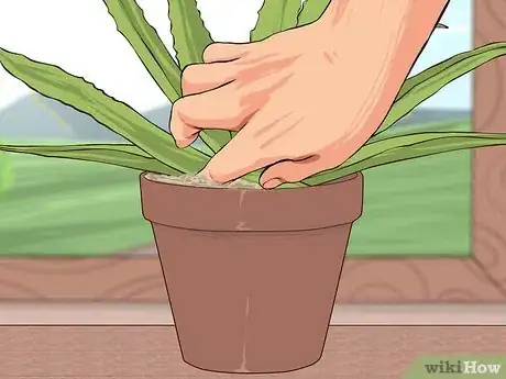 Image titled Grow and Use Aloe Vera for Medicinal Purposes Step 4