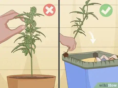 Image titled Identify Female and Male Marijuana Plants Step 5