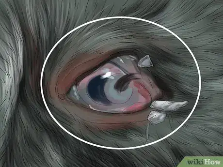 Image titled Diagnose and Treat Bulging Eye in Cats Step 3