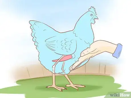 Image titled Tell when a Hen Is Ready to Lay Step 4