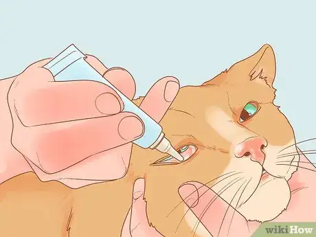 Image titled Protect Your Cat's Eyes Step 12