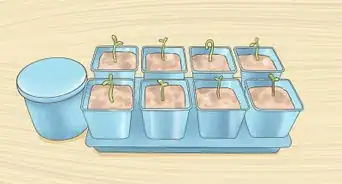 Germinate Seeds in Hydroponics