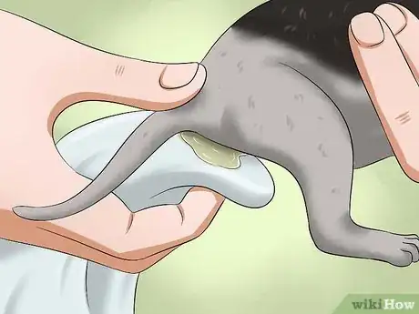 Image titled Make a Kitten Poop Step 4