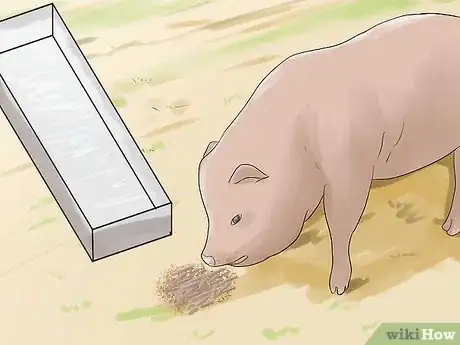 Image titled Care for a Pet Pig Step 6