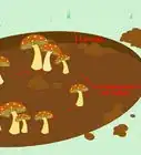 Kill Mushrooms