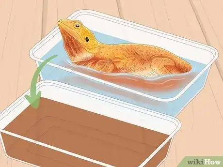 Image titled Give a Lizard a Bath Step 12