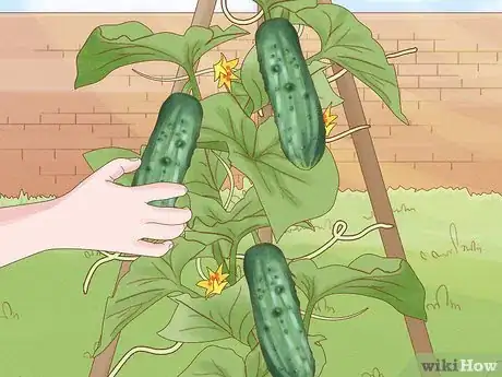 Image titled Grow Cucumbers in Pots Step 22