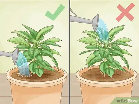 Image titled Revive a Plant Step 10