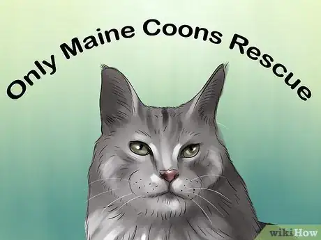 Image titled Identify a Maine Coon Step 14