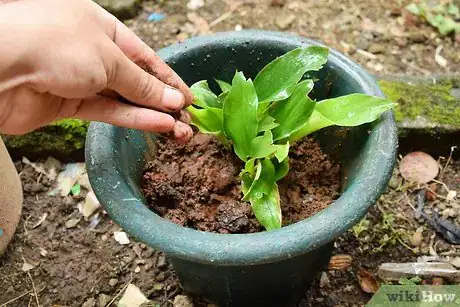 Image titled Propagate Turmeric Step 5