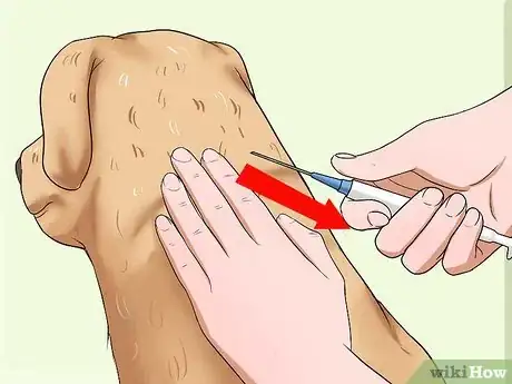 Image titled Administer a Vaccine to a Dog Step 8