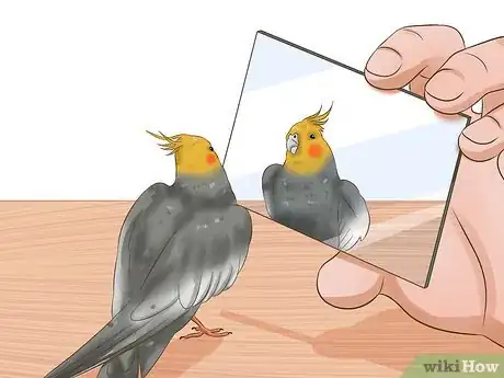 Image titled Tell if a Cockatiel Is Male or Female Step 8