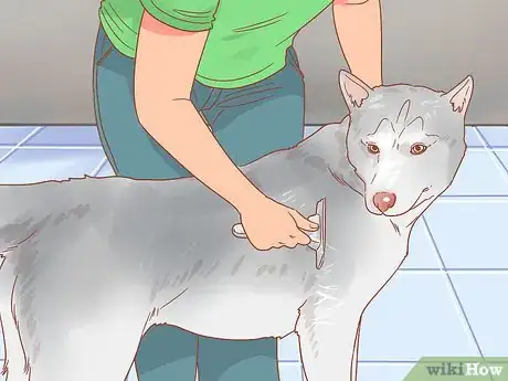 Image titled Encourage Dogs to Mate Naturally Step 4