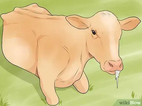 Image titled Humanely Euthanize a Cow Step 5