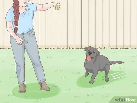 Image titled Get Your Dog to Lose 10 Pounds Step 12