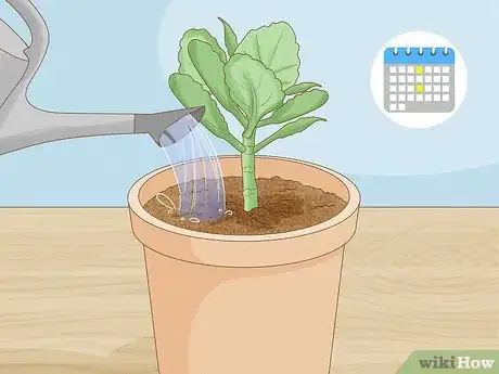 Image titled Grow Kalanchoe Step 10