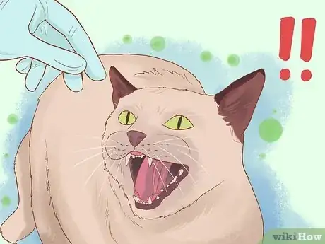 Image titled Diagnose and Treat Ear Infections in Cats Step 1