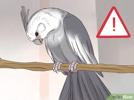 Image titled Understand Cockatiel Gestures Step 5