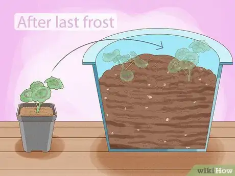 Image titled Grow Geraniums in Pots Step 11