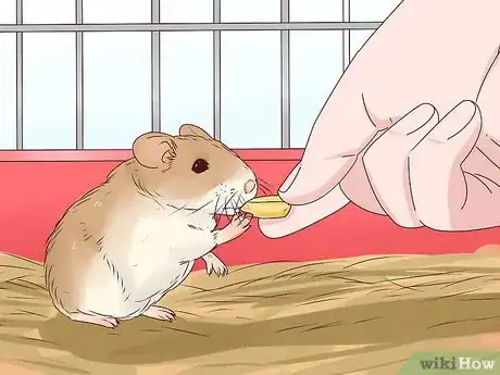 Image titled Tame a Roborovski Hamster Step 7