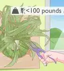 Grow a Staghorn Fern