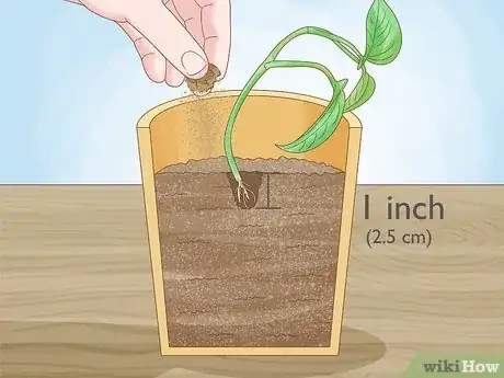 Image titled Propagate a Golden Pothos Step 6