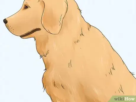 Image titled Identify a Golden Retriever Step 7