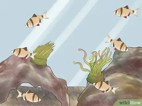 Image titled Keep Tiger Barbs Step 1