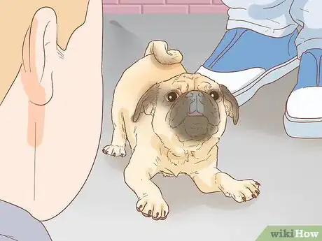 Image titled Identify a Pug Step 12