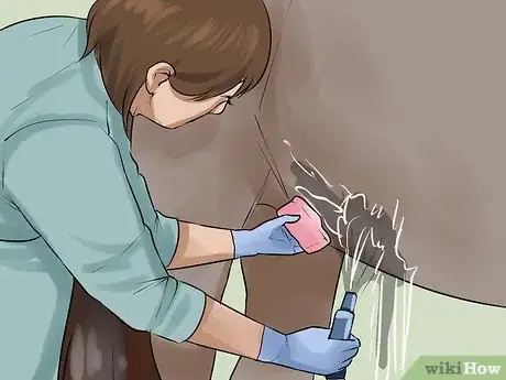 Image titled Clean the Sheath of a Horse Step 10