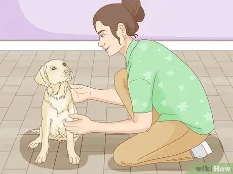 Image titled Select a Labrador Retriever Step 13