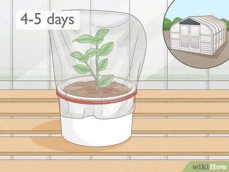 Image titled Revive a Plant Step 21