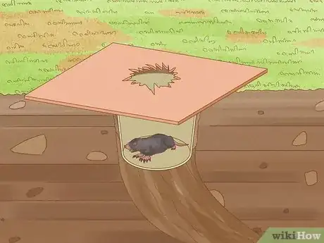 Image titled Catch Moles Step 19