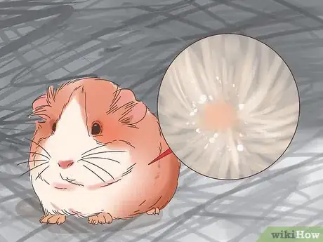 Image titled Treat Mites and Lice in Guinea Pigs Step 7