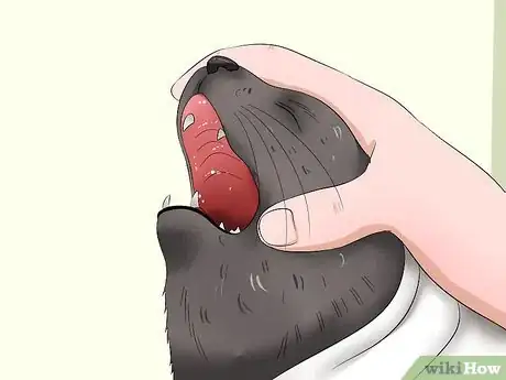 Image titled Give a Cat Medicine Step 11