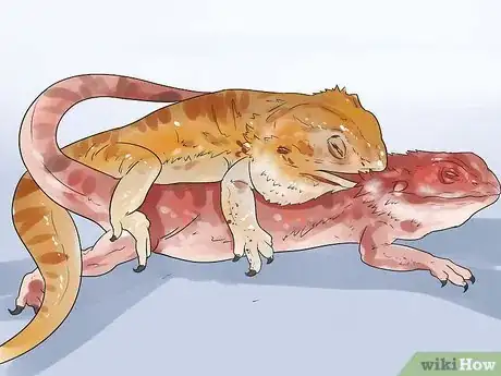 Image titled Breed Bearded Dragons Step 10