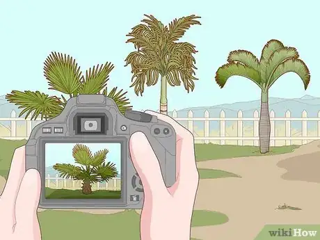 Image titled Remove a Palm Tree Step 1